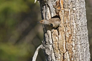 Woodpecker Collection: DDE-90027870