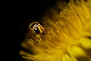 Syrphidae Collection: DDE-90027889