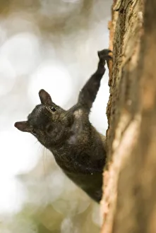 Sciuridae Collection: DDE-90027907