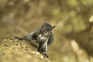 Sciuridae Collection: DDE-90027908