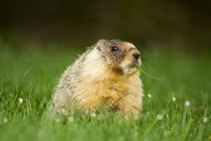 Sciuridae Collection: DDE-90027911