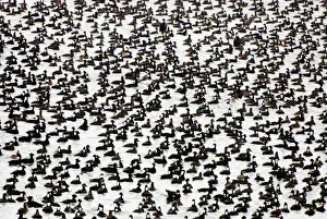 Animalia Prints: DDE-90027921