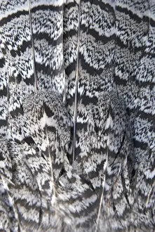 Grouse Prints: DDE-90027931