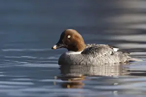 Goldeneye Prints: DDE-90027990
