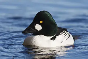 Goldeneye Prints: DDE-90027992