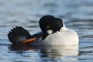 Goldeneye Prints: DDE-90027995