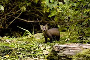 Mustelidae Prints: DDE-90028010