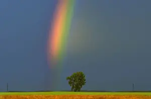 Populus Prints: DDE-90028123