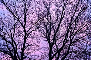 Branches Prints: DDE-90028136