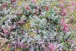 Frost Collection: DDE-90028141