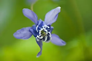 Columbine Prints: DDE-90028145