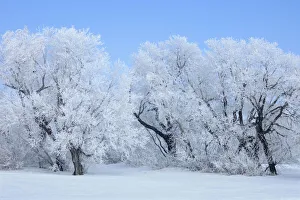 Frost Collection: DDE-90028154