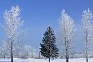 Frost Collection: DDE-90028162