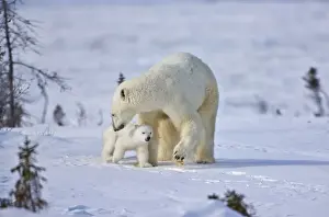 Wapusk Prints: DDE-90028191