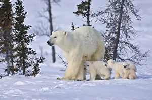 Wapusk Prints: DDE-90028195
