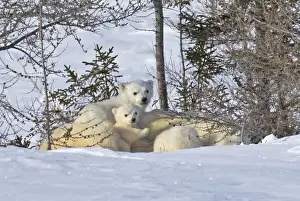 Wapusk Prints: DDE-90028200