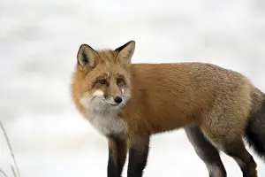Vulpes Prints: DDE-90028228