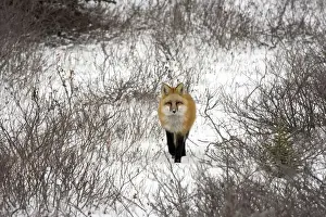 Vulpes Prints: DDE-90028229