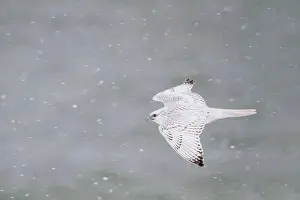 Gyrfalcon Prints: DDE-90028233