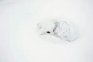 Asleep Prints: DDE-90028269