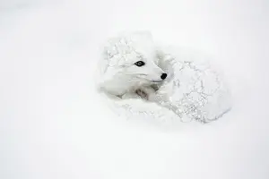 Asleep Prints: DDE-90028270