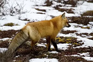 Vulpes Prints: DDE-90028276