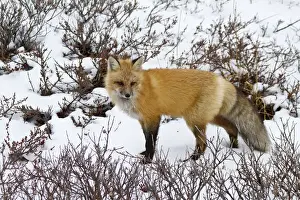 Vulpes Prints: DDE-90028278