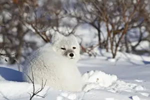 Canidae Prints: DDE-90028286