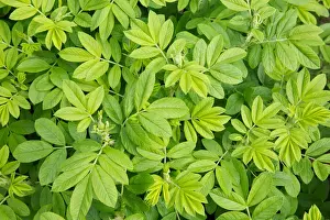 Leafy Prints: DDE-90028326