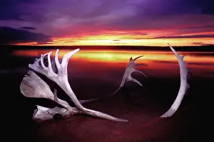 Dave Prints: DDE-90028345