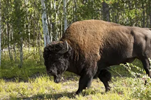 Buffalo Collection: DDE-90028352