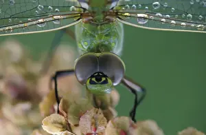 Dragonfly Prints: DDE-90028370