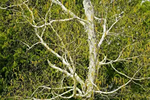 Stem Prints: DDE-90028394