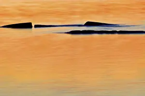 Shoals Prints: DDE-90028421