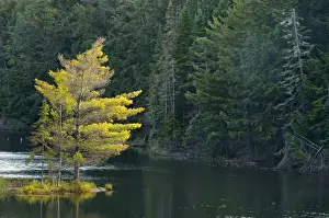 Algonquin Prints: DDE-90028434