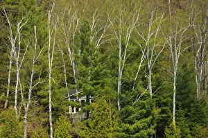 Cottage Prints: DDE-90028468