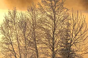 Backlit Prints: DDE-90028472