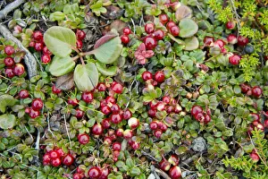 Shrub Prints: DDE-90028524