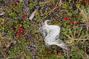 Shrub Prints: DDE-90028528