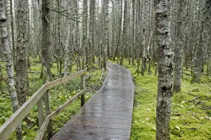 Walkway Prints: DDE-90028533