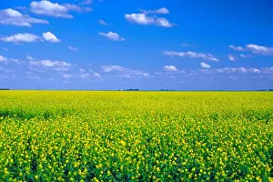 Canola Prints: DDE-90028568