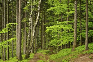 Beech Collection: DDE-90029075
