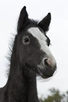 Stallion Prints: DDE-90029180