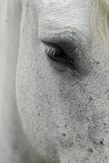 Stallion Prints: DDE-90029181
