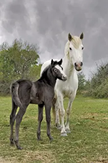 Stallion Prints: DDE-90029184