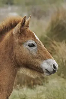 Stallion Prints: DDE-90029186