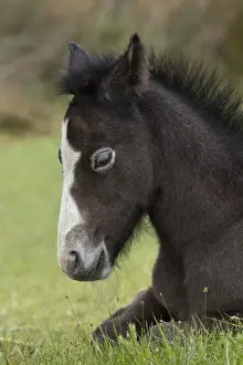 Stallion Prints: DDE-90029188