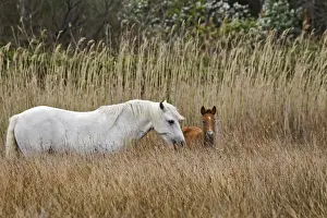 Stallion Prints: DDE-90029189