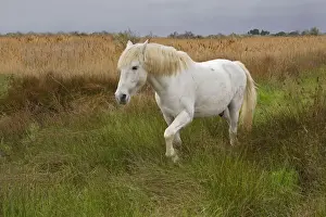Stallion Prints: DDE-90029191