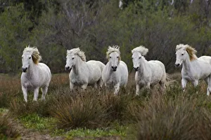 Stallion Collection: DDE-90029218